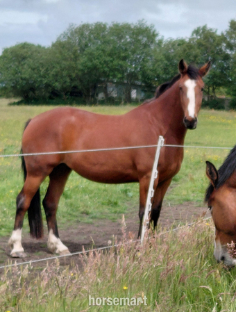 "Clover " Bay Mare All Rounder