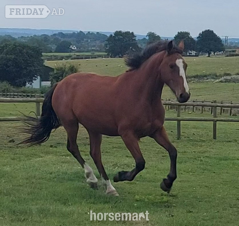"Clover " Bay Mare All Rounder