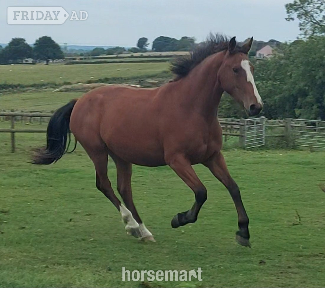 Stoke upon Trent "Clover " Bay Mare All Rounder