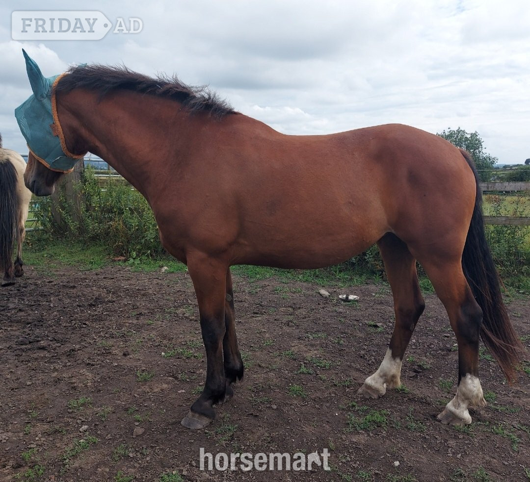 "Clover " Bay Mare All Rounder - Horses in Stoke upon Trent