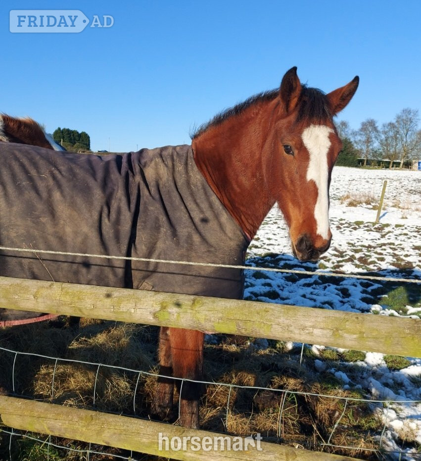"Clover " Bay Mare All Rounder - Horses