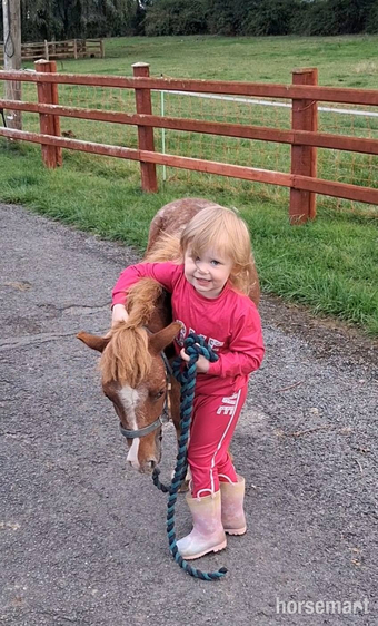 "Rusty" Spotted Gelding Miniature Horse
