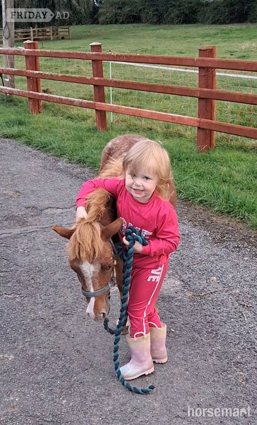 "Rusty" Spotted Gelding Miniature Horse in Armagh