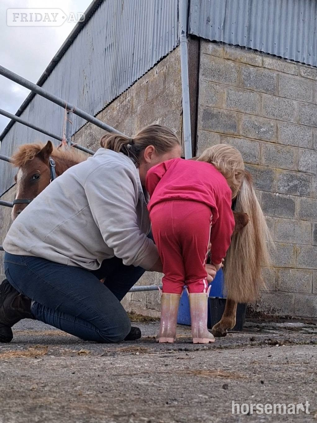 "Rusty" Spotted Gelding Miniature Horse