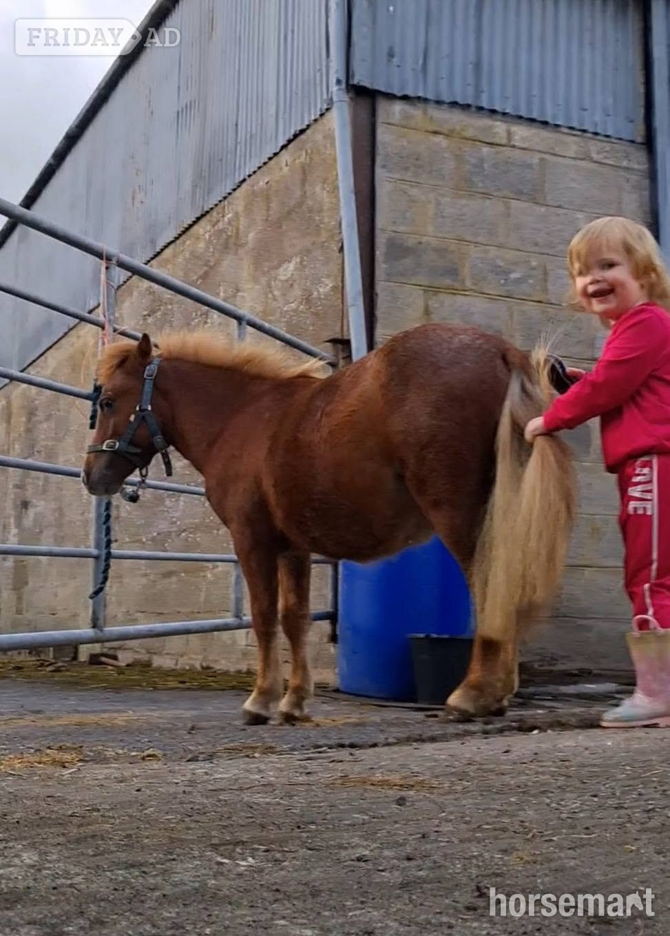 Armagh "Rusty" Spotted Gelding Miniature Horse