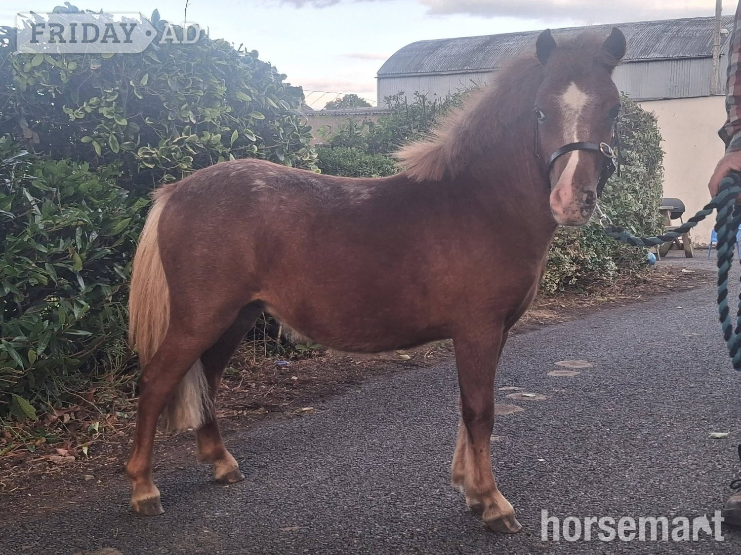 "Rusty" Spotted Gelding Miniature Horse - Horses in Armagh