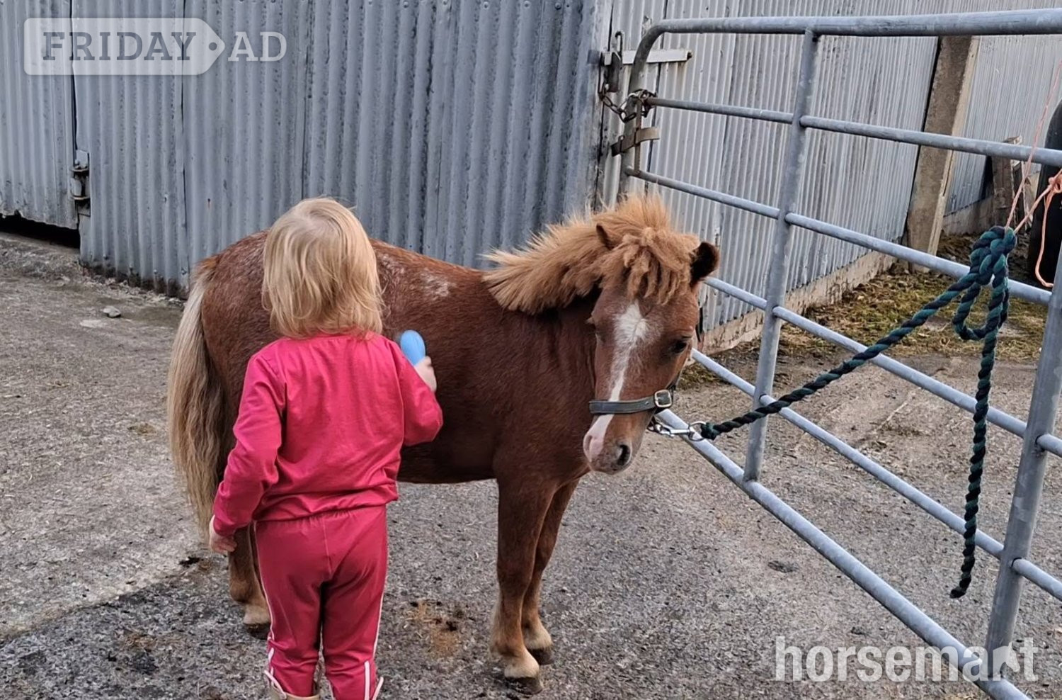 "Rusty" Spotted Gelding Miniature Horse - Horses