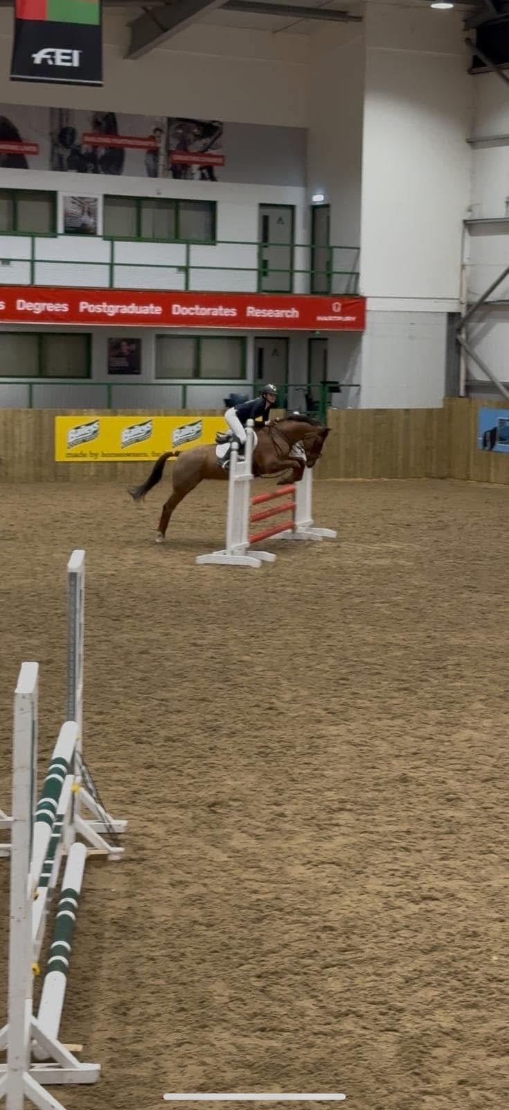 "Mabeline " Chestnut Mare All Rounder