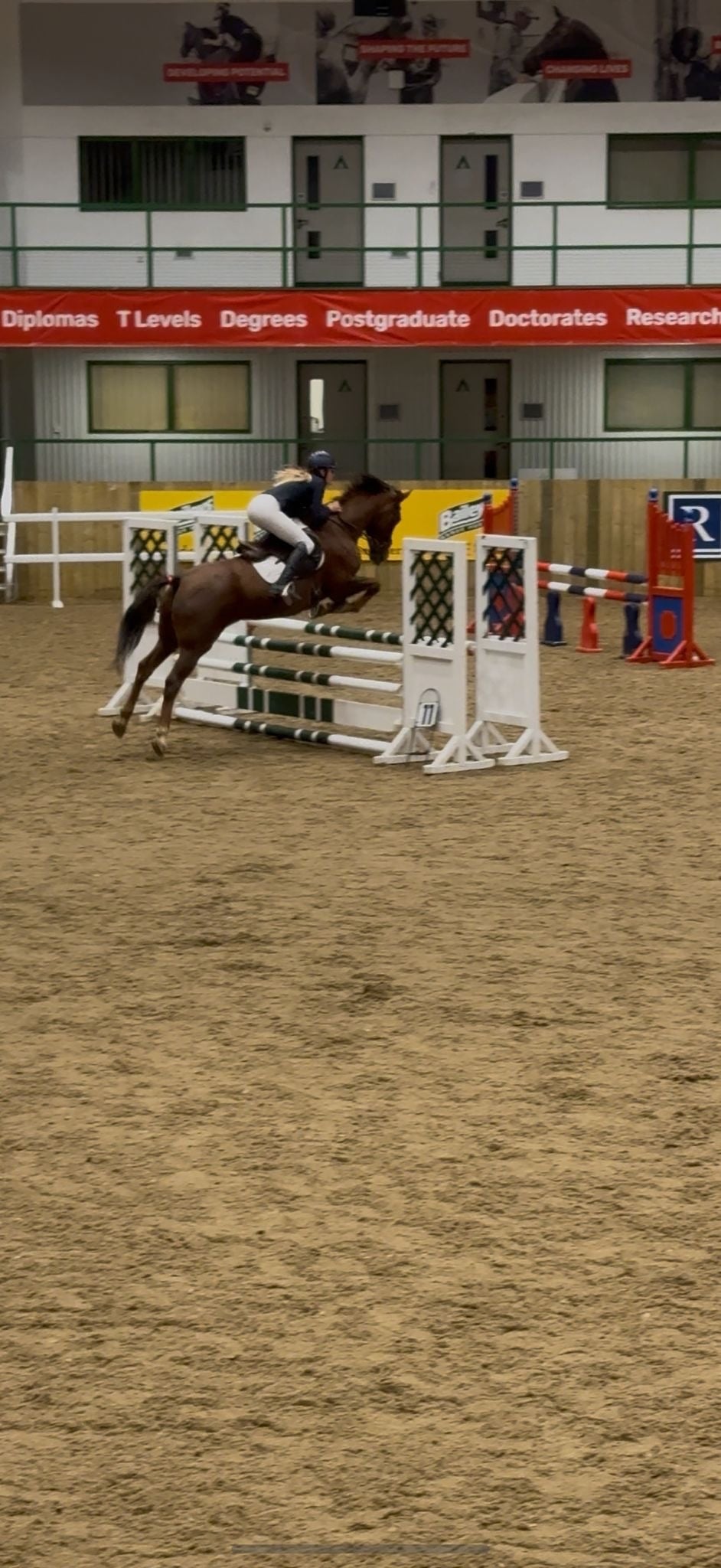 Cheltenham "Mabeline " Chestnut Mare All Rounder