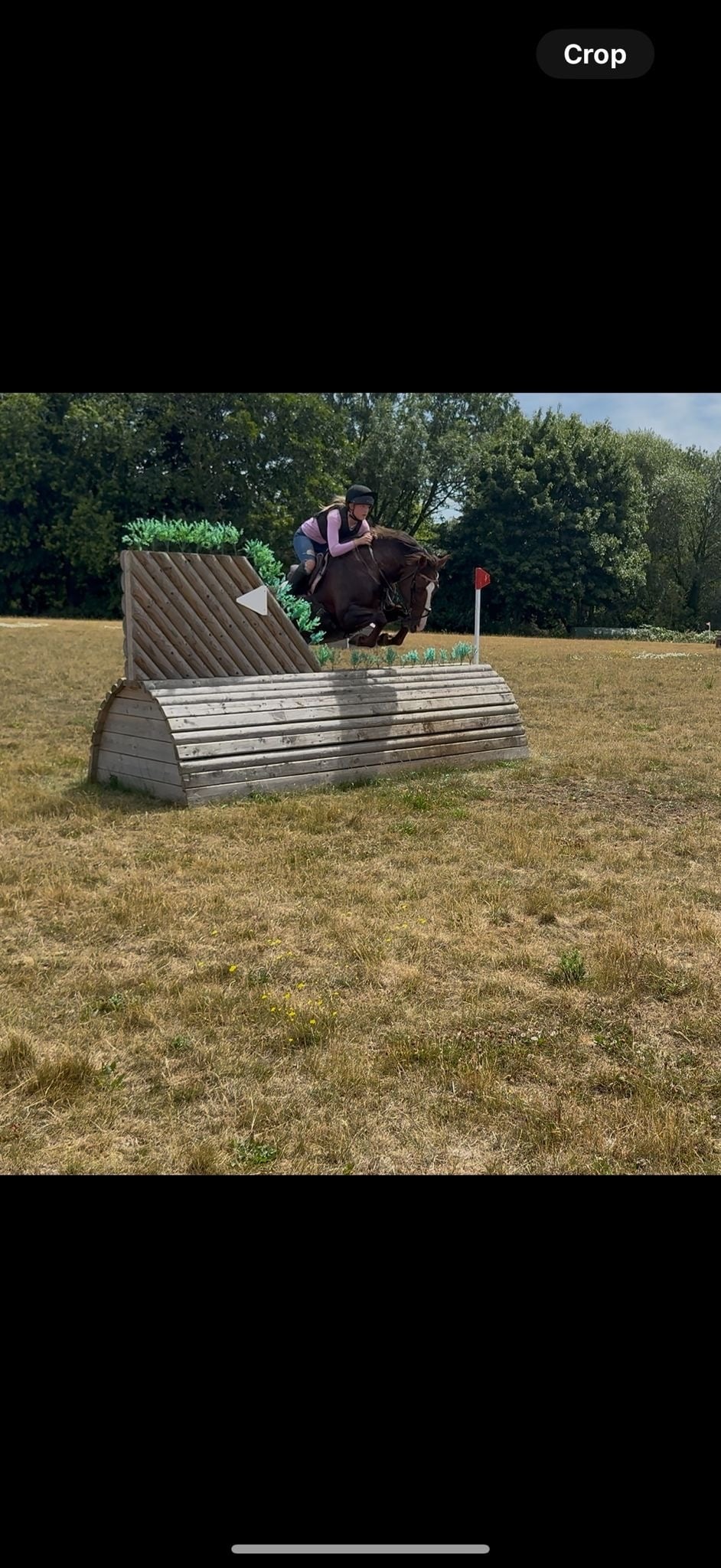 "Mabeline " Chestnut Mare All Rounder - Horses