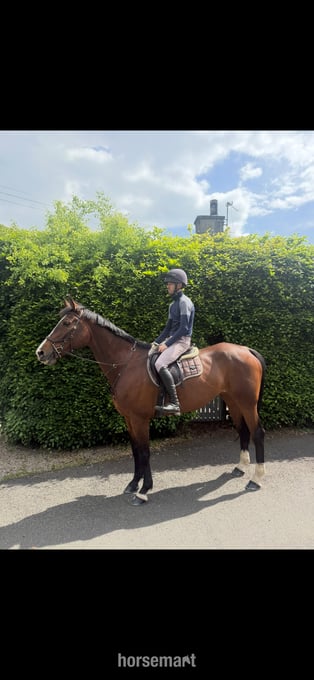 "Penny" Bay Mare All Rounder