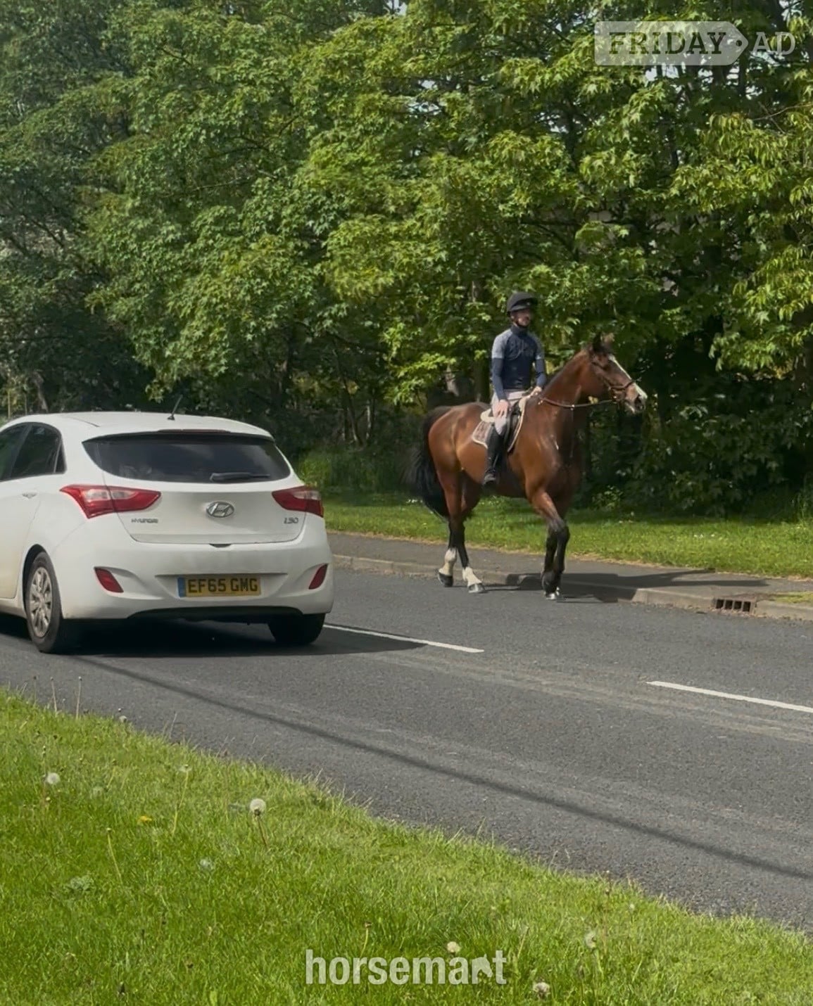 Newcastle u-Tyne "Penny" Bay Mare All Rounder