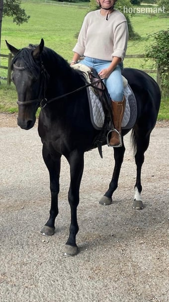 "Dave" Dark Bay Gelding All Rounder