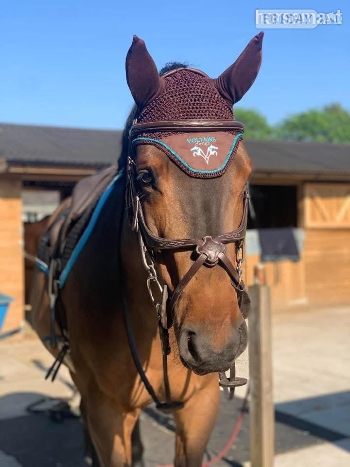 "Nugget" Bay Gelding Show Jumper in Halstead