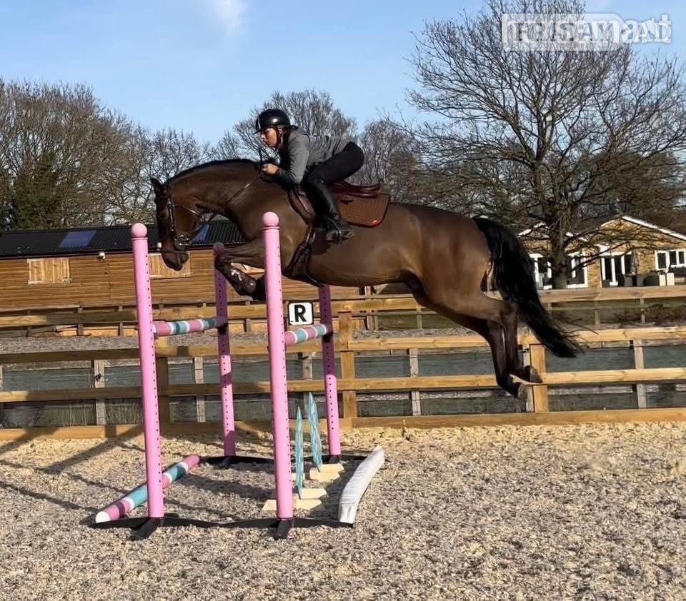 "Nugget" Bay Gelding Show Jumper