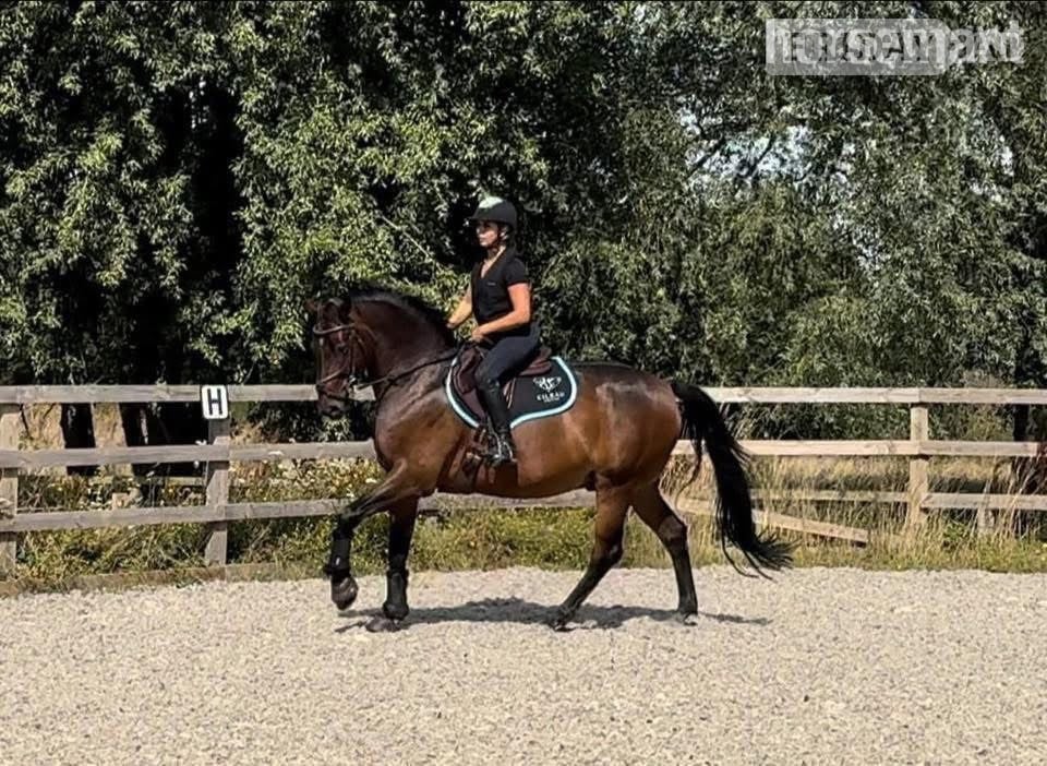 "Nugget" Bay Gelding Show Jumper - Horses
