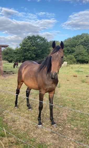 "Bay filly" Bay Filly Youngstock / Foal