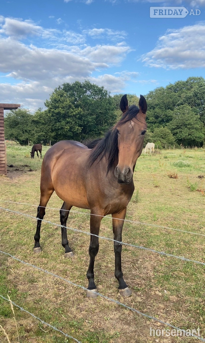 "Bay filly" Bay Filly Youngstock / Foal in King's Lynn