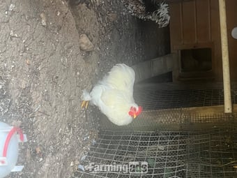 Pekin white cockerel for sale 