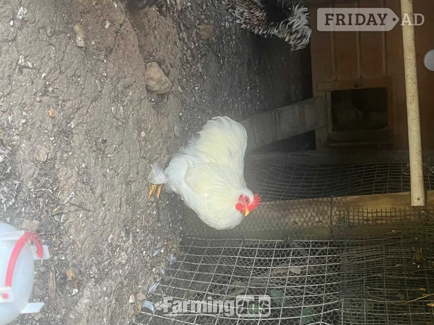 Pekin white cockerel for sale  in Selsey
