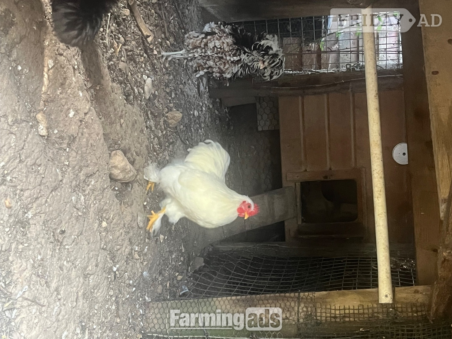 Pekin white cockerel for sale 