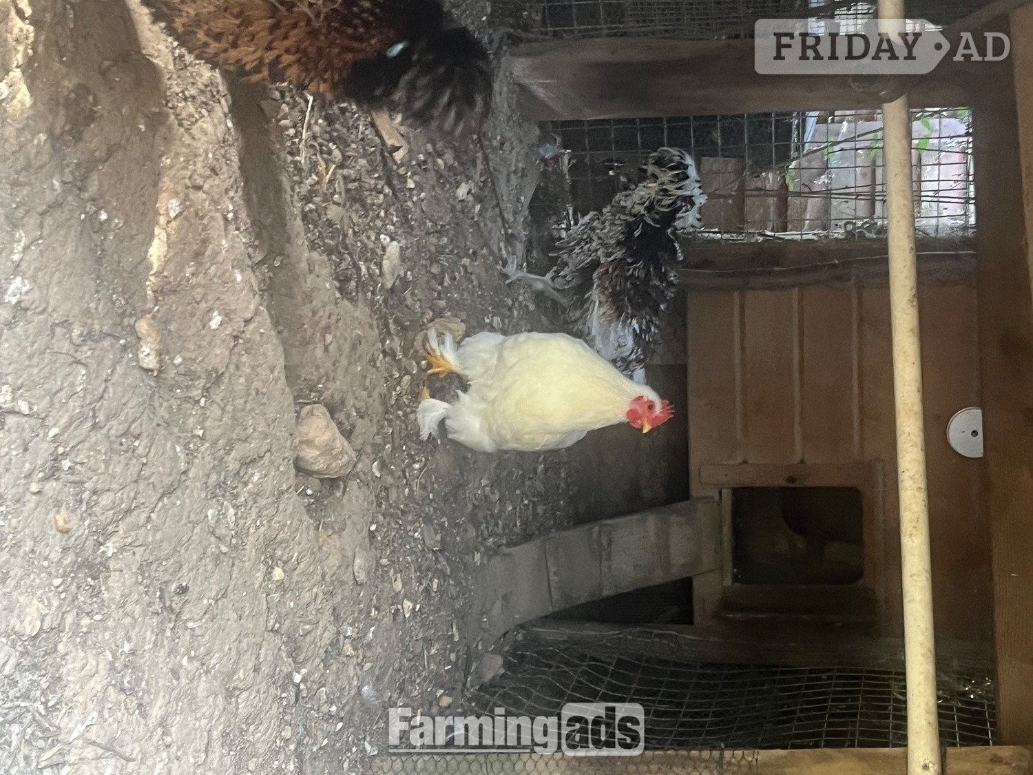 Selsey Pekin white cockerel for sale 