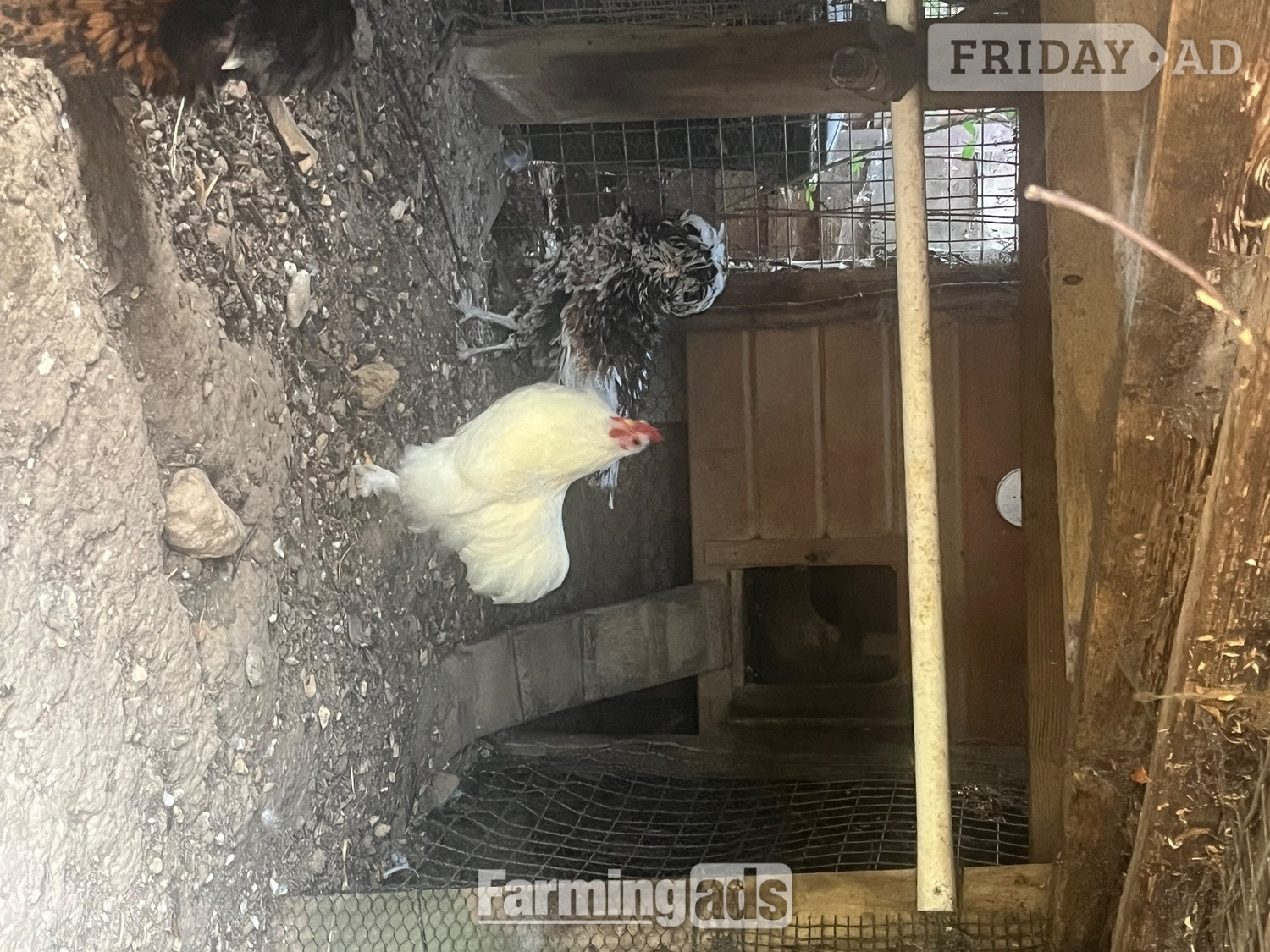 Pekin white cockerel for sale  - Poultry in Selsey