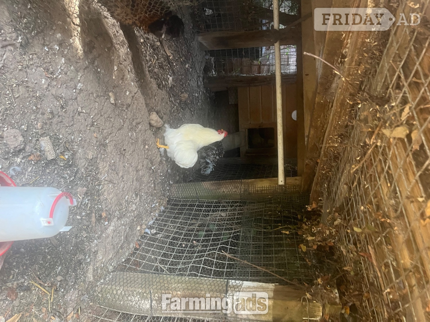 Pekin white cockerel for sale  - Poultry