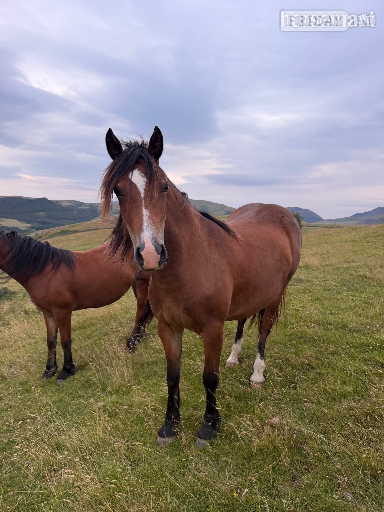 "Candy &amp; Gem " Bay Filly All Rounder