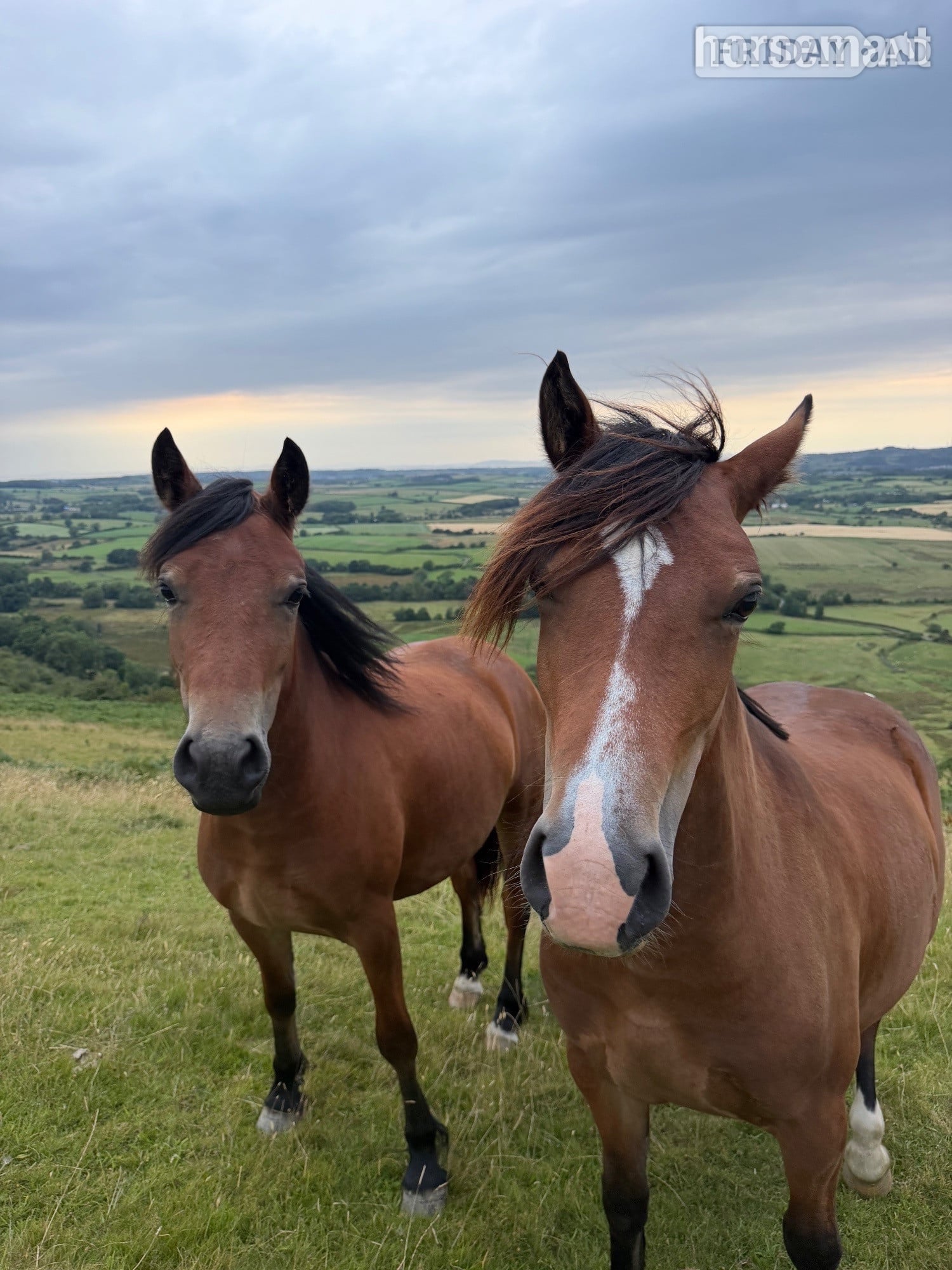 Cockermouth "Candy &amp; Gem " Bay Filly All Rounder