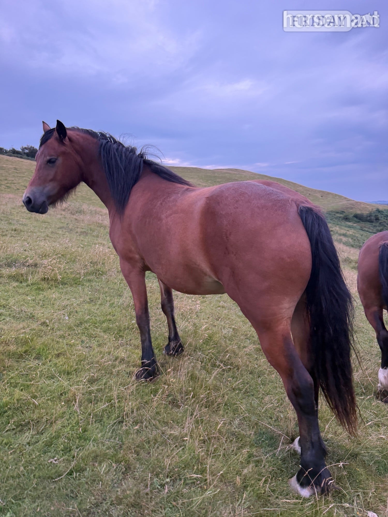 "Candy &amp; Gem " Bay Filly All Rounder - Horses in Cockermouth