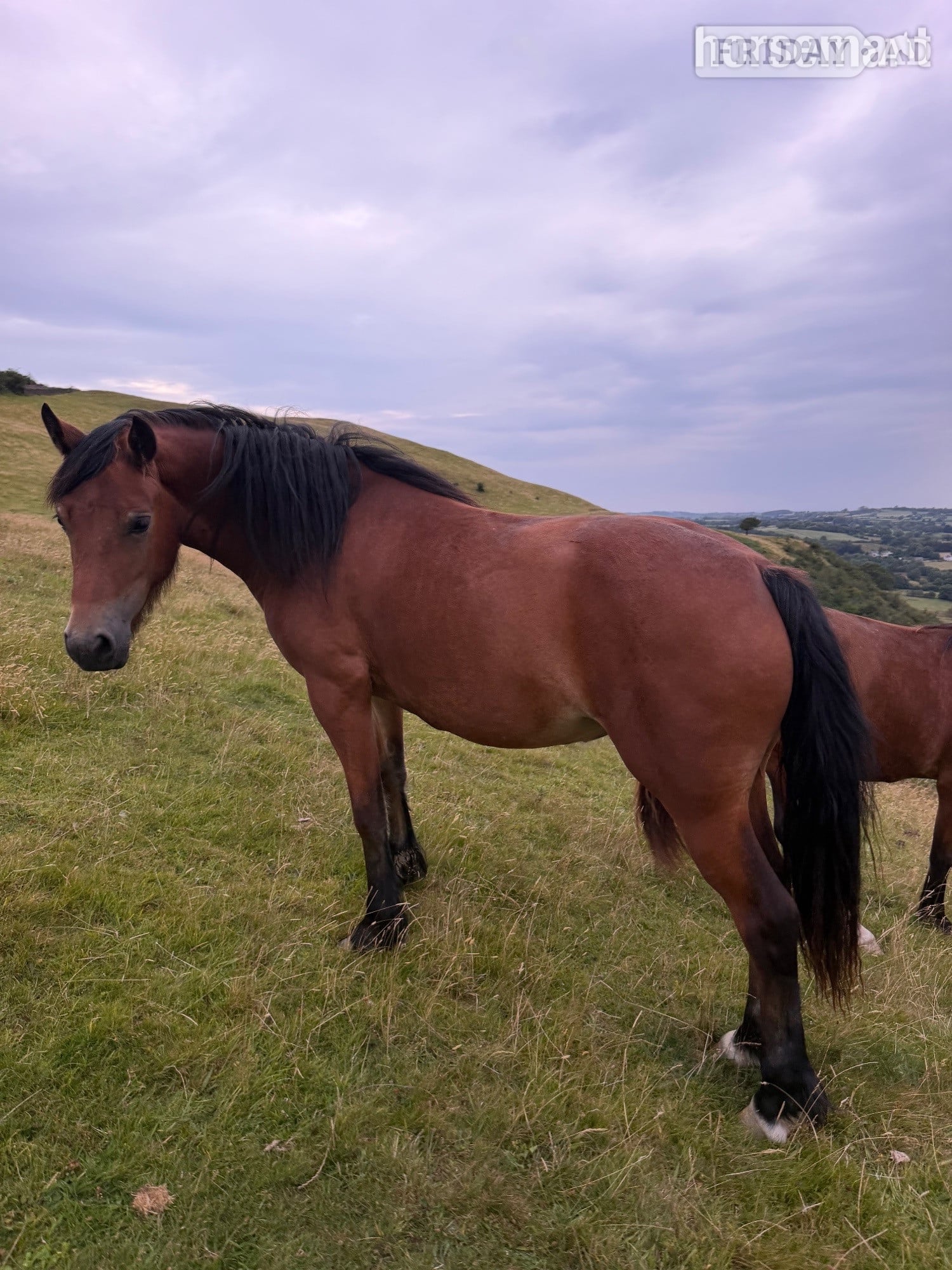 "Candy &amp; Gem " Bay Filly All Rounder - Horses