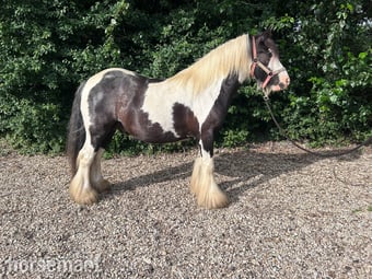 "Charlie" Piebald Gelding Cob/Heavy Horse