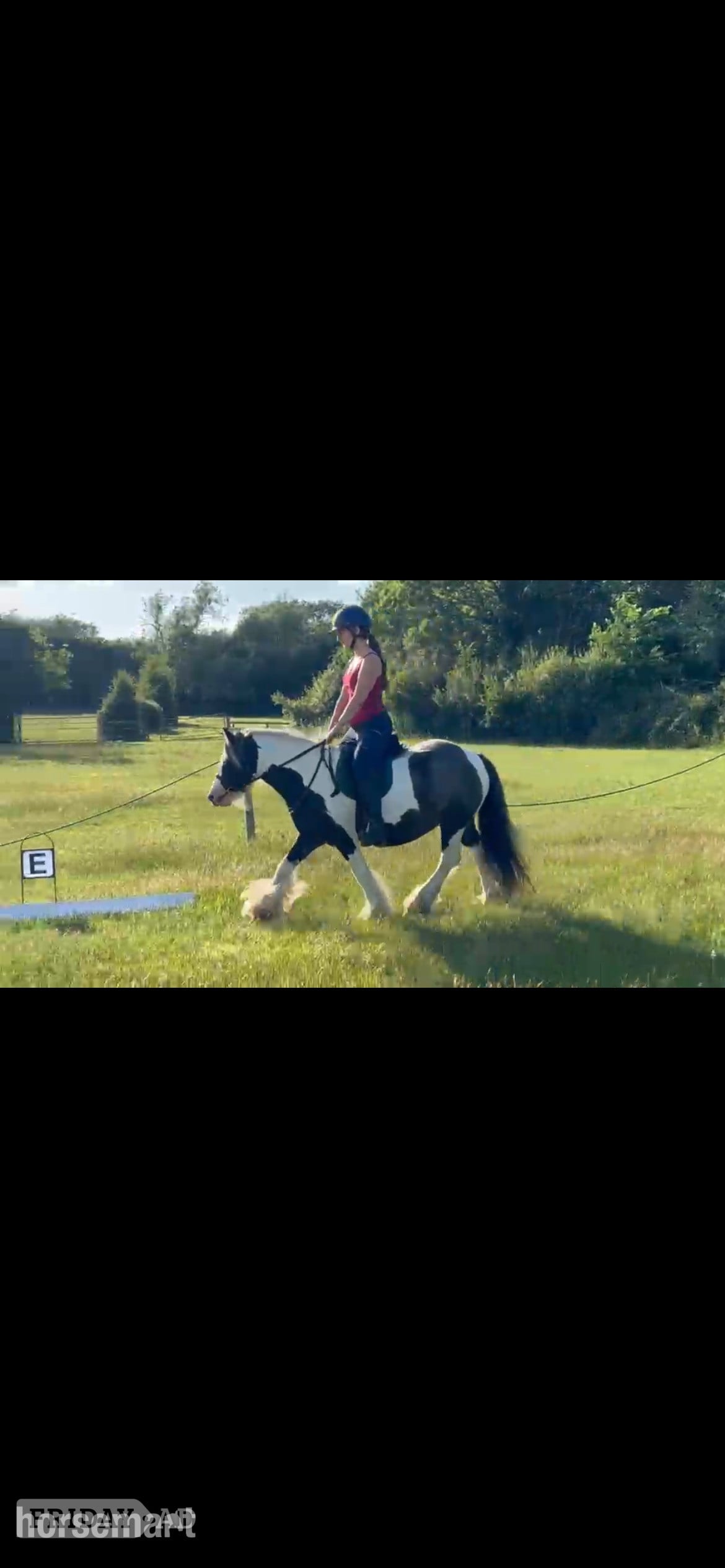 Swindon "Charlie" Piebald Gelding Cob/Heavy Horse