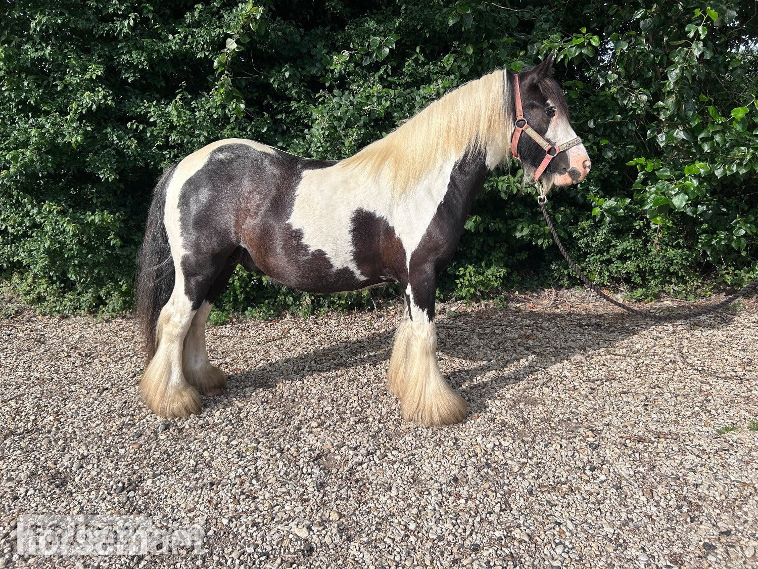 "Charlie" Piebald Gelding Cob/Heavy Horse in Swindon