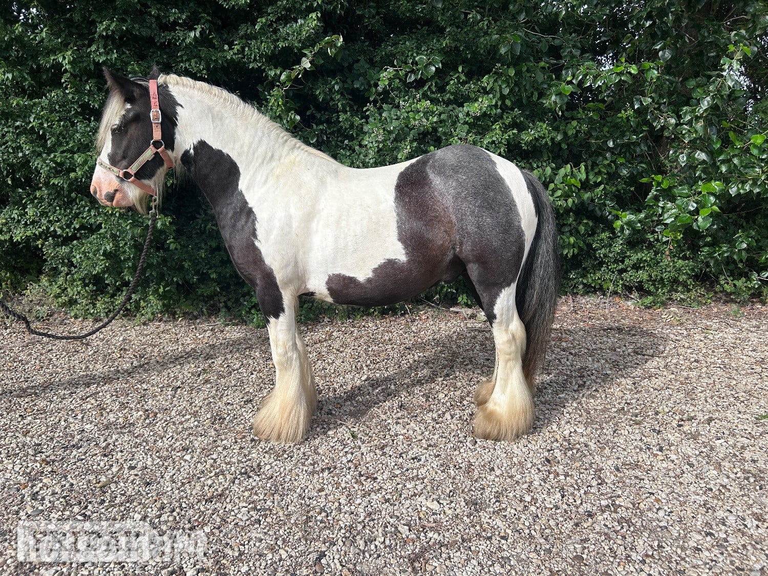 "Charlie- Lovely, handsome mini cob" Piebald Gelding Cob/Heavy Horse