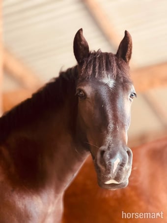 "Tiggy" Black Mare Pony Club Pony
