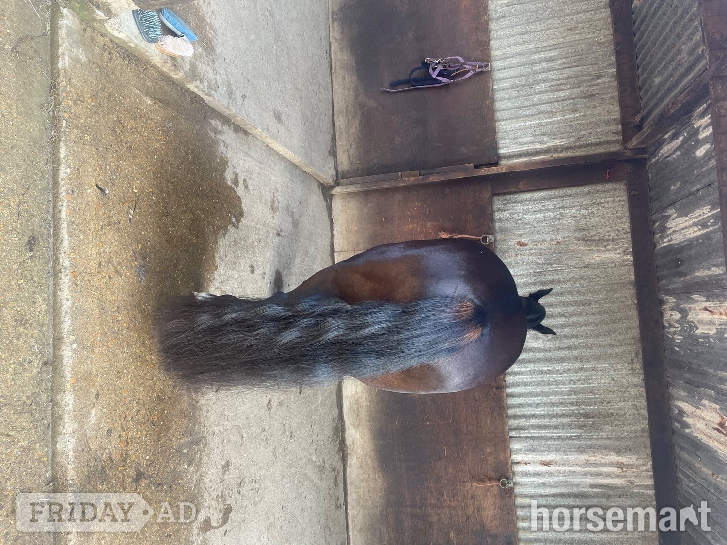 Ryde "Tiggy" Black Mare Pony Club Pony