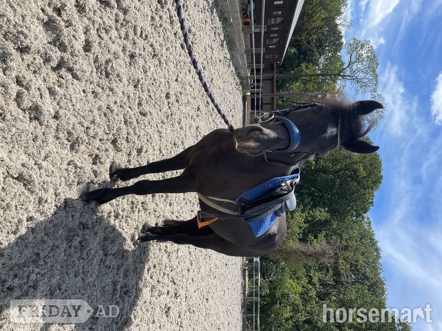"Tiggy" Black Mare Pony Club Pony - Horses in Ryde