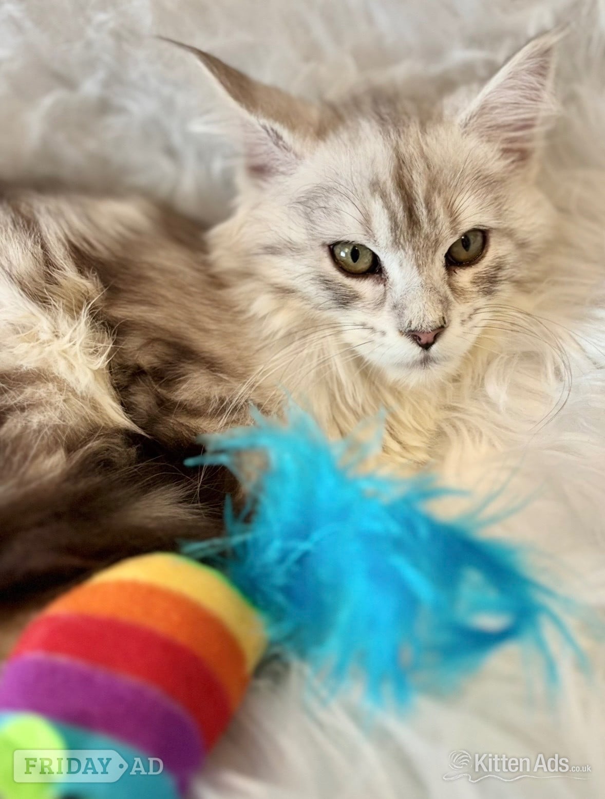 Maine coon silver tabby kitten Lovely fluffy large cats in Llanelli
