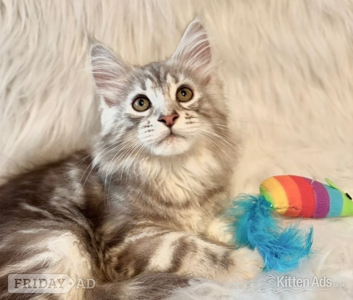 Maine coon silver tabby kitten Lovely fluffy large cats