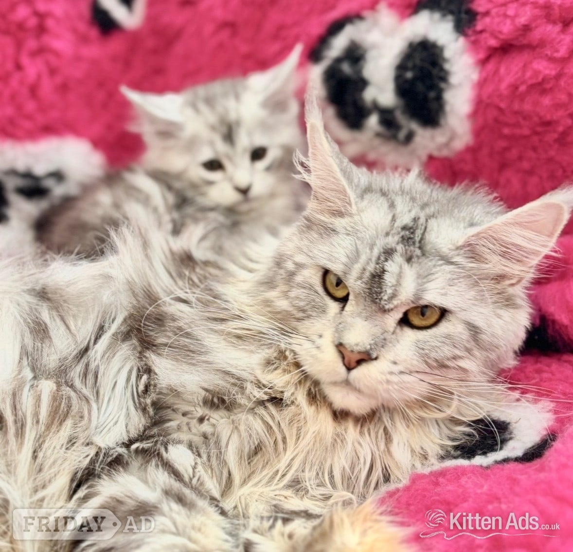 Llanelli Maine coon silver tabby kitten Lovely fluffy large cats
