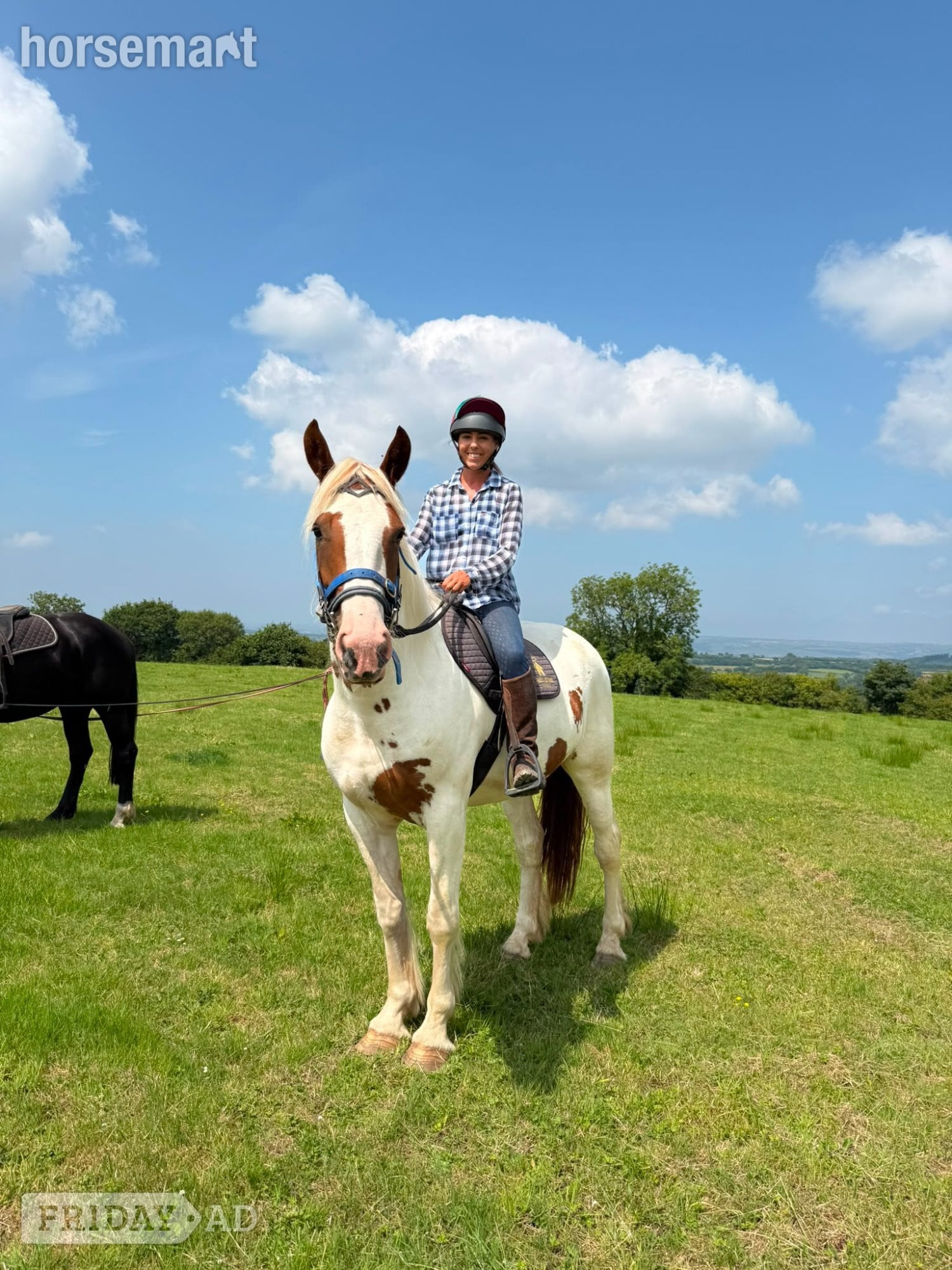 "Harley" Coloured Mare Young Sport Horse in Bridgend