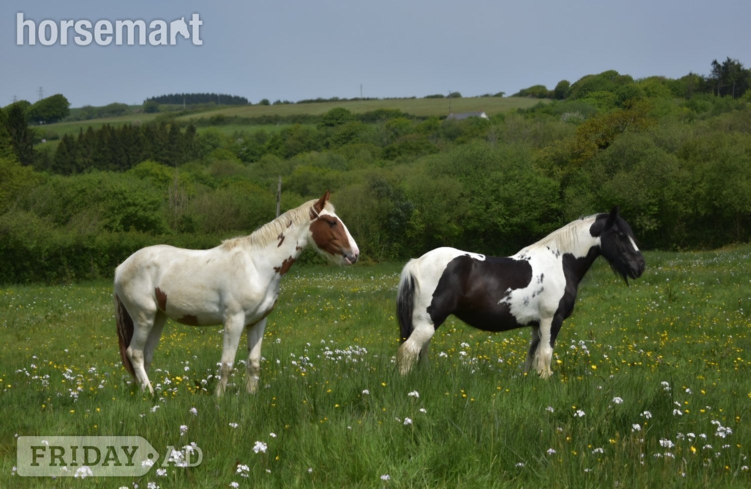 "Harley" Coloured Mare Young Sport Horse