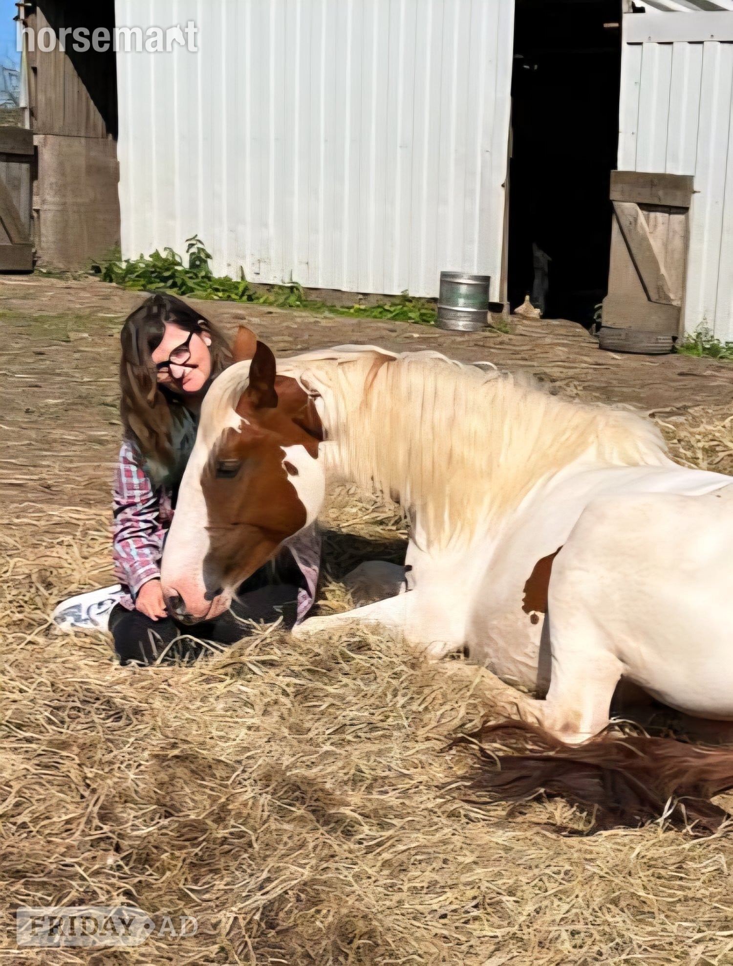 Bridgend "Harley" Coloured Mare Young Sport Horse