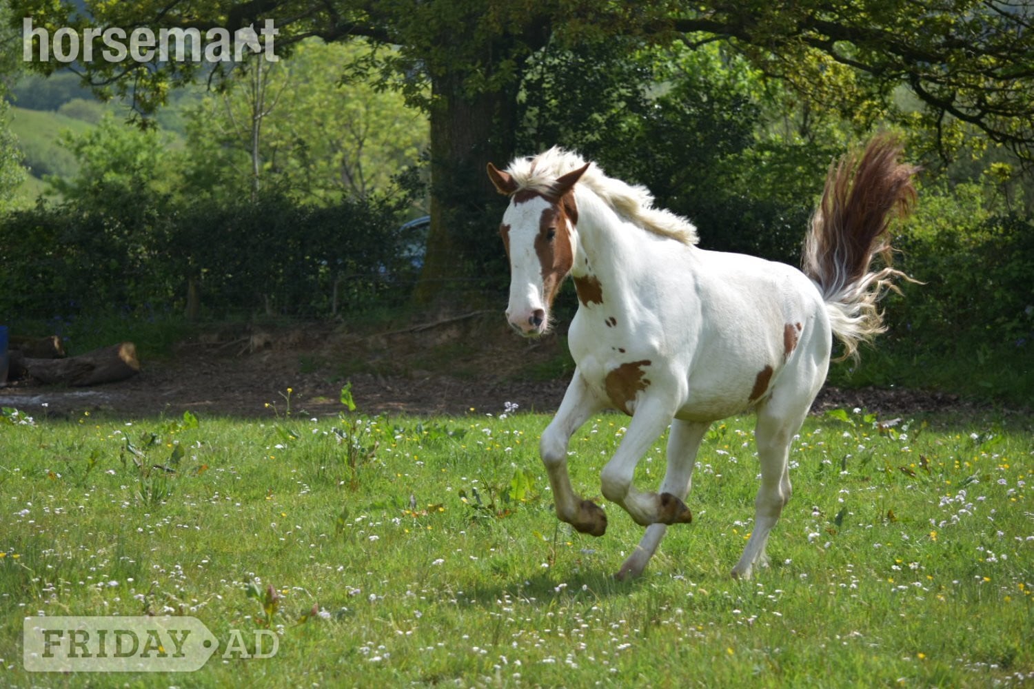 "Harley" Coloured Mare Young Sport Horse - Horses in Bridgend