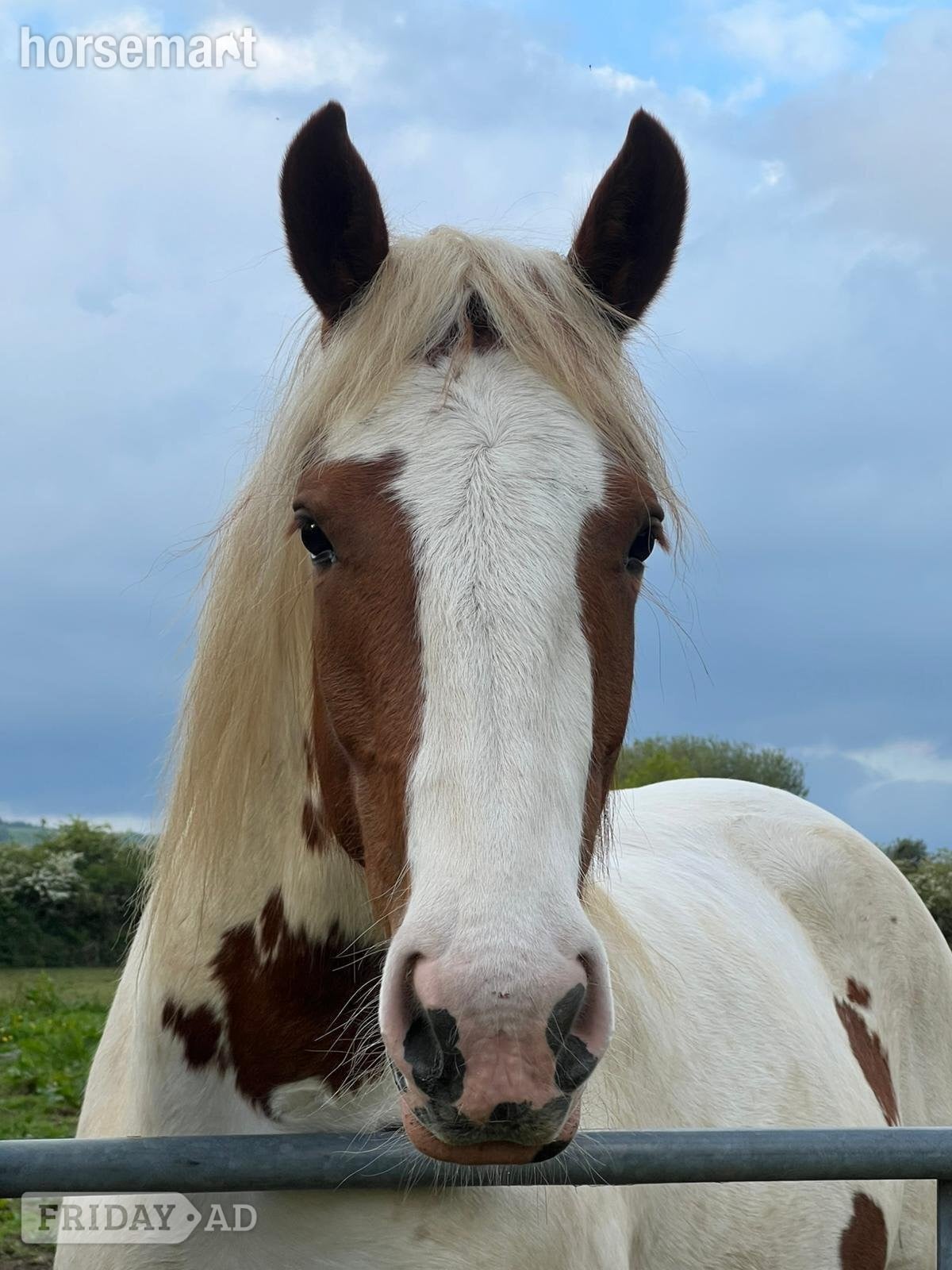 "Harley" Coloured Mare Young Sport Horse - Horses