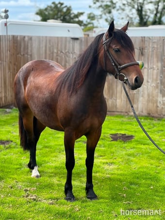 "Lots" Bay Filly All Rounder
