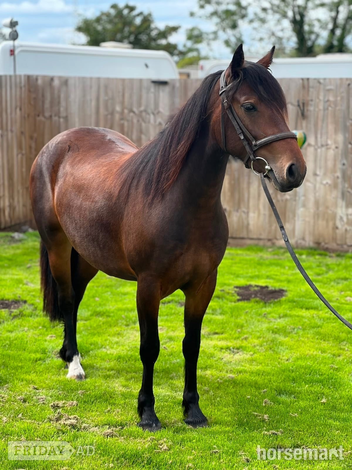 "Lots" Bay Filly All Rounder in Cannock