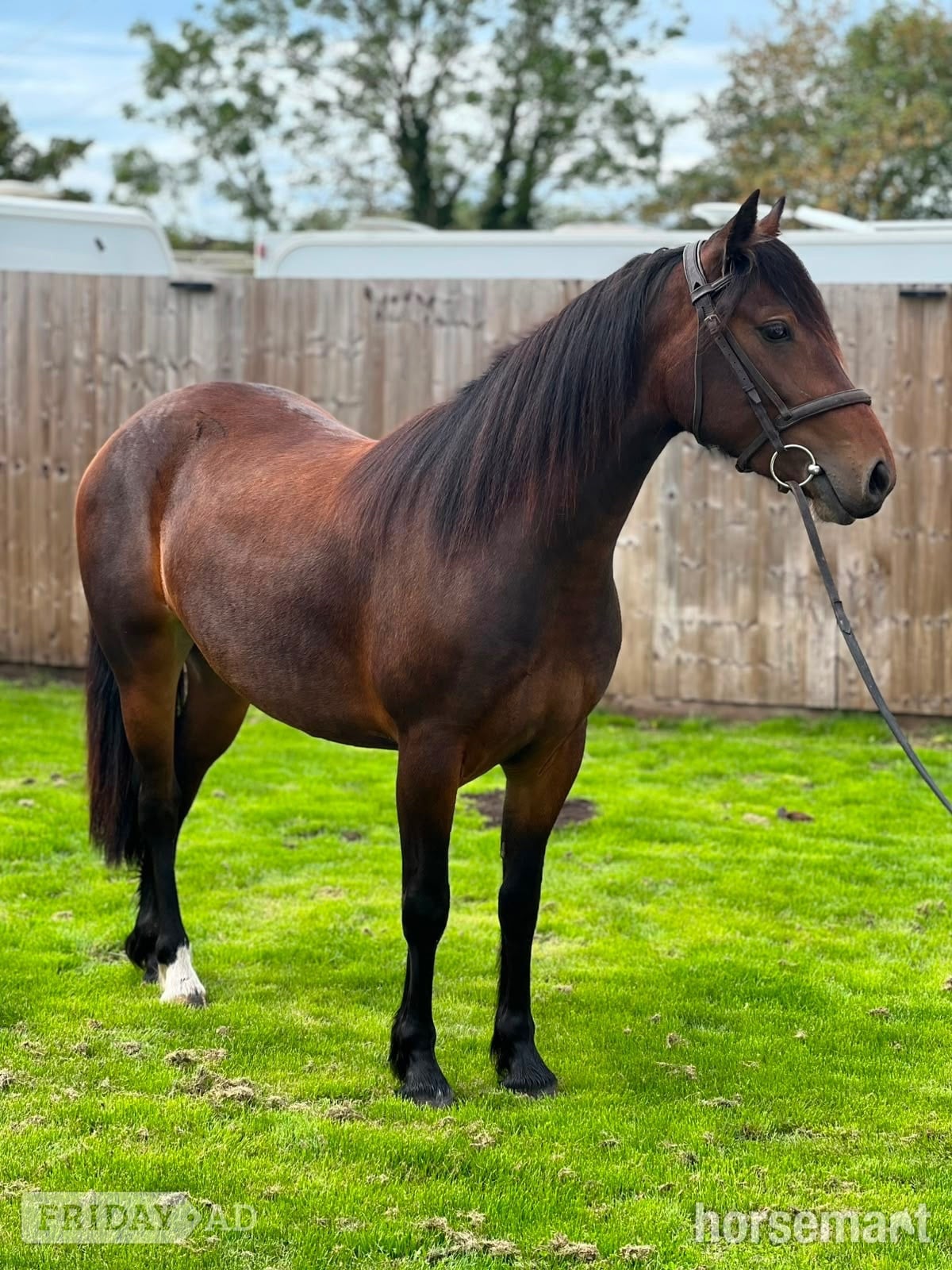 "Lots" Bay Filly All Rounder